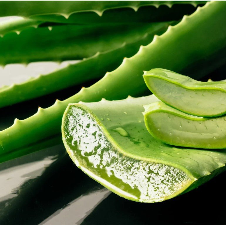 bathing with aloe vera plant Aloe Vera Essential Oil Soap