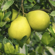Load image into Gallery viewer, Pomelo Citron Essential Oil Soap - Bathing Tapir