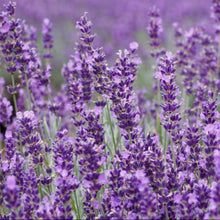 Load image into Gallery viewer, Sandalwood and Lavender Essential Oil Soap

