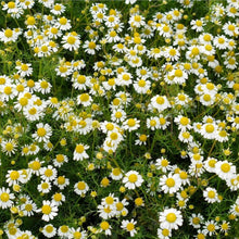 Load image into Gallery viewer, Chamomile Essential Oil Soap - Bathing Tapir
