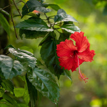 Load image into Gallery viewer, Hibiscus Essential Oil Soap - Bathing Tapir
