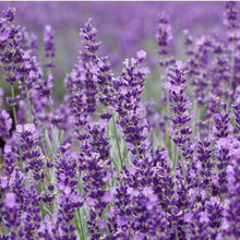 Load image into Gallery viewer, Lavender Essential Oil Soap - Bathing Tapir
