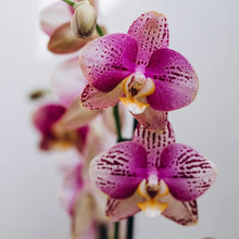 Load image into Gallery viewer, Orchid Essential Oil Soap - Bathing Tapir
